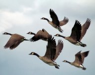 Wild Goose Chase.jpg
