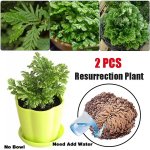 Resurrection Plant.jpg