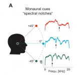 spectral notches.JPG