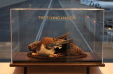 The Flying Haggis.jpg