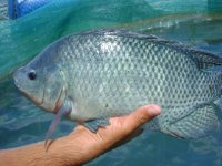 tilapia.jpg