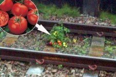 tomatoes on the track.jpg