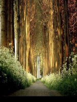 Natural Cathedral.jpg