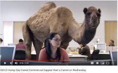 GEICO Hump Day Camel Commercial Happier than a Camel on Wednesday - YouTube.jpg