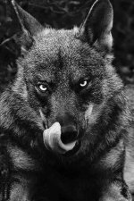 wolfend1.jpg
