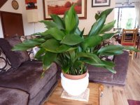 Aspidistra.jpg