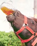 Horse Beer.jpg