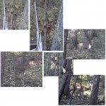 deers.jpg