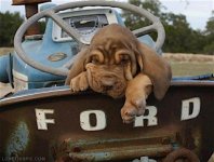 Ford Dog.jpg