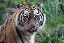 Tiger.jpg