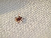 Tick Nymph.jpg