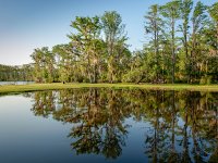 louisiana-cypress-swamp.jpg