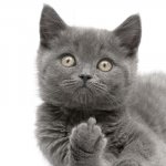 catfinger.jpg