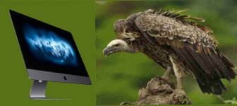 Buzzard Hunch.jpg