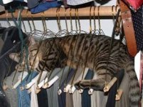 wired cat.jpg