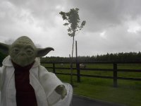 1244_yoda_cattle_running_away_in_bunratty.jpg