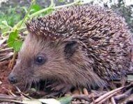 hedgehog.jpg