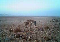 desert.jpg