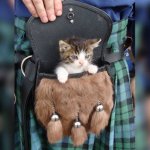 Kitten in Sporran.jpg