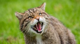 Scottish Wildcat.jpg