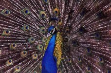 bluepeafowl.jpg
