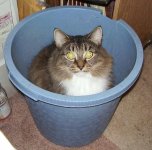 buffy_bucket.jpg