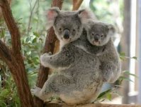 koala.JPG