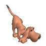 bloodhound_sniffing.gif