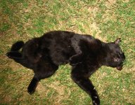 cat01.jpg