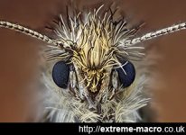 macro-gallery-moth.jpg