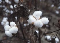 250px-CottonPlant.jpeg
