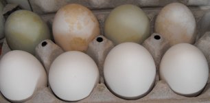 Duck Eggs (2).JPG