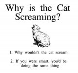 Why is the Cat Screaming.jpg