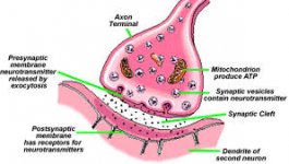 Synaptic Cleft.jpg