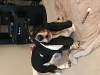 delilah_howl.jpg