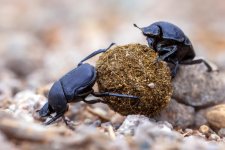 Dung-Beetles-777x518.jpg