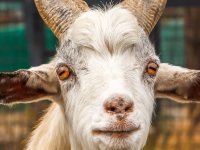 goat.jpg