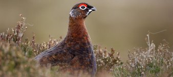 Scottish Red Grouse.jpg