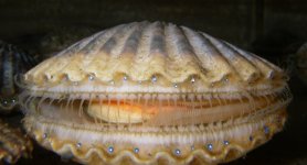 Argopecten_irradians.jpg