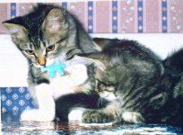 catz3.jpg