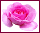 pinkrose.png