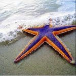 Starfish Symmetry.jpg