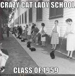 crazy-cat-lady-school.jpg