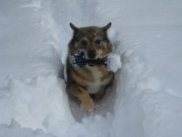 crash_snow_sm.jpg