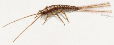 forrest hill silverfish.jpg