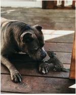 Dog_n_Squirrel.png