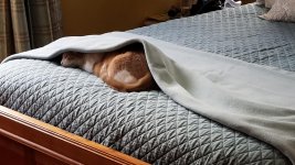 Time for a snooze.jpg