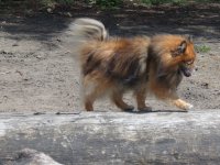 Cals_Pomeranian.jpg