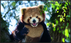 red_panda.png