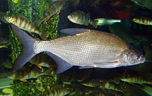220px-Carp_bream1.jpg